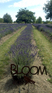 The awesome Lavender fields!